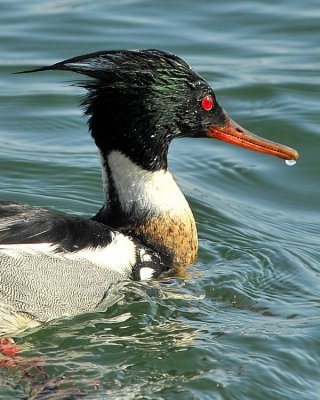 Red Breasted Merganser Male