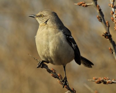 Northern Mockingbird