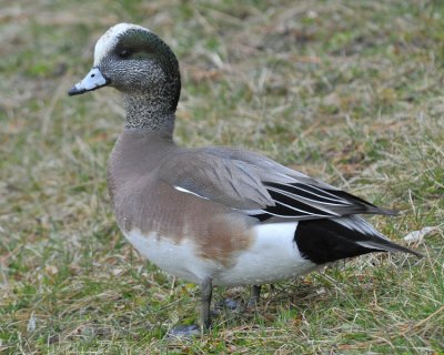 American Wigeon Male