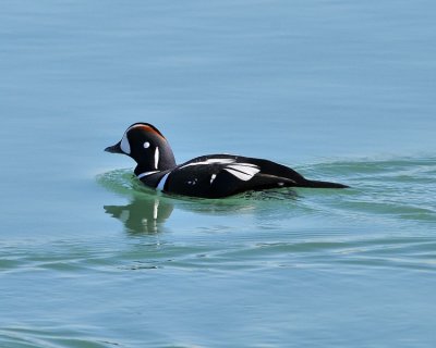 Harlequin Duck Male