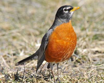 American Robin