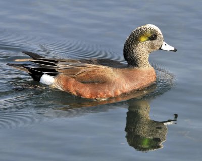 American Wigeon Male