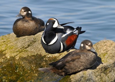 Harlequin Ducks