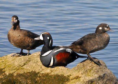Harlequin Ducks