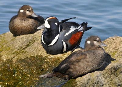Harlequin Ducks