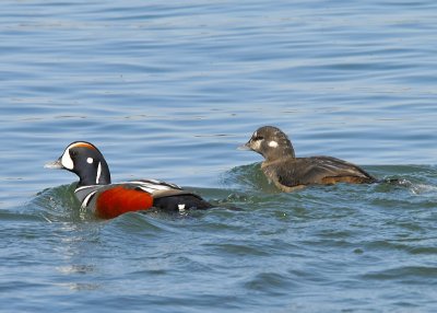 Harlequin Ducks