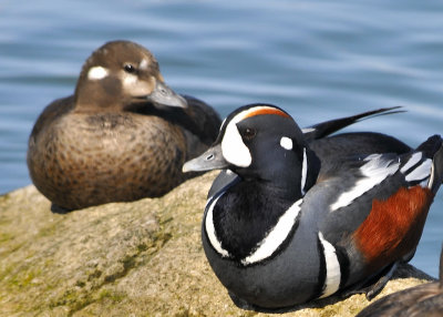 Harlequin Ducks