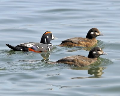 Harlequin Ducks