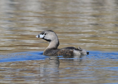 Pied Billed Grebe