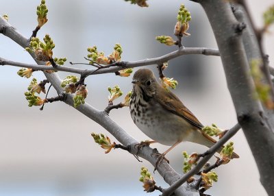 Hermit Thrush