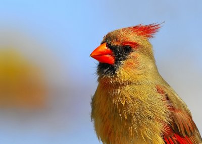 Northern Cardinal Female