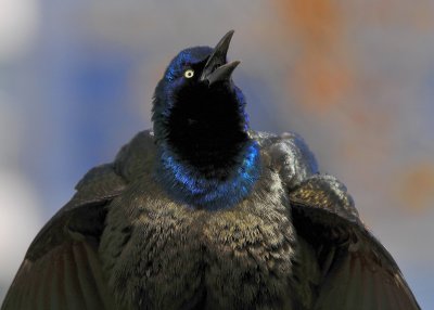 Common Grackle display