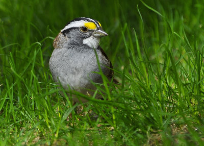 White Throated Sparrow