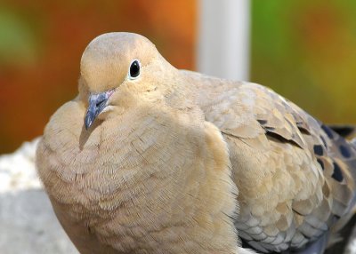 Mourning Dove