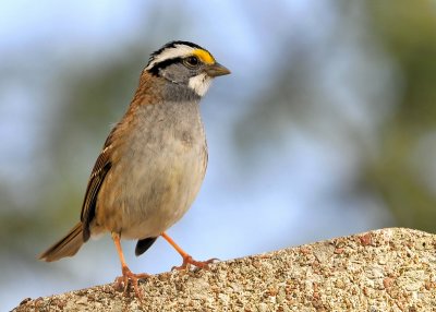 White Throated Sparrow