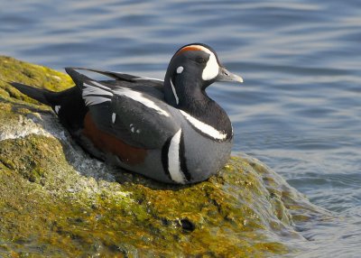 Harlequin Duck Male