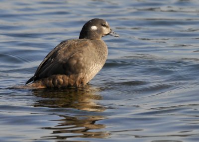 Harlequin Duck Female