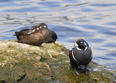 Harlequin Ducks