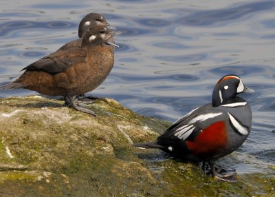 Harlequin Ducks