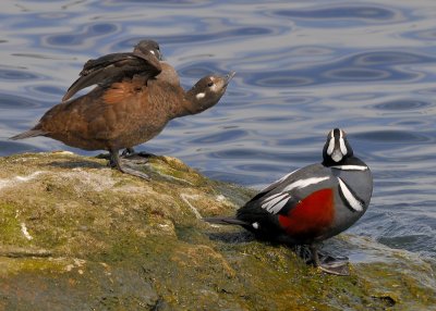 Harlequin Ducks