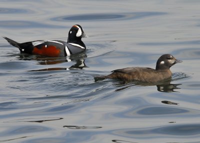 Harlequin Ducks