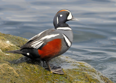 Harlequin Duck Male