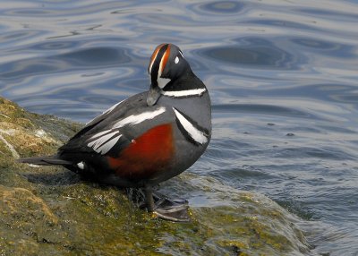 Harlequin Duck Male