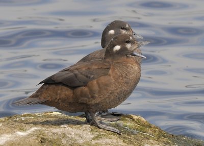 Harlequin Ducks female