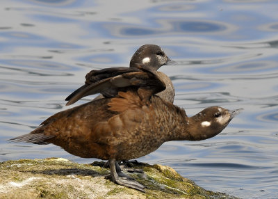 Harlequin Ducks female