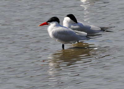 Caspian Terns