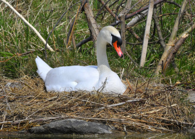 Mute Swan nesting