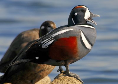 Harlequin Duck Male