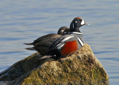 Harlequin Ducks
