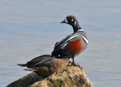 Harlequin Ducks