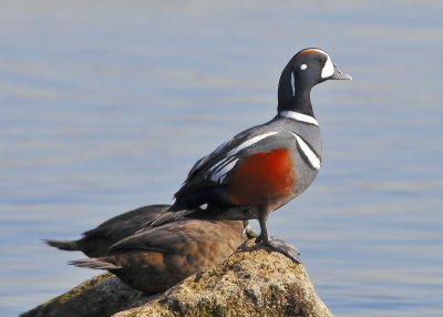 Harlequin Ducks