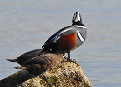 Harlequin Ducks