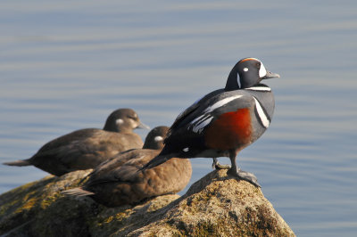 Harlequin Ducks
