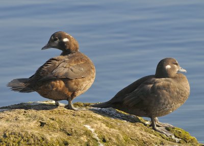 Harlequin Ducks female