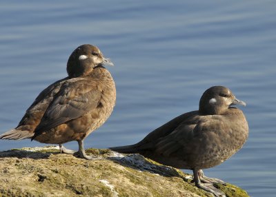 Harlequin Ducks female