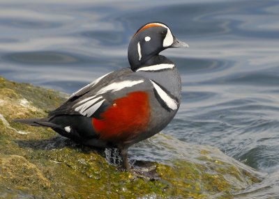 Harlequin Duck Male