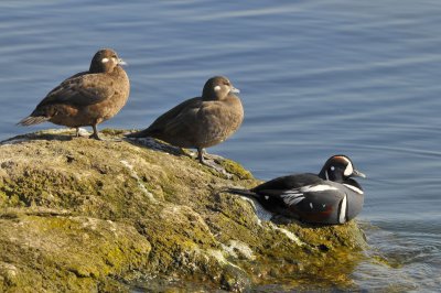 Harlequin Ducks