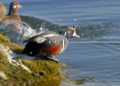 Harlequin Ducks