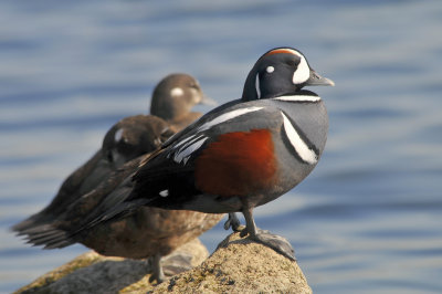 Harlequin Ducks