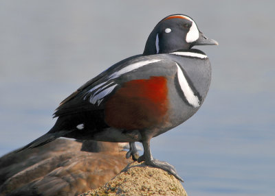 Harlequin Duck Male