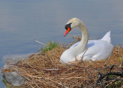 Mute Swan nesting