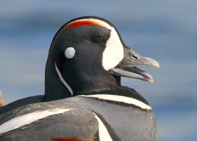 Harlequin Duck Male