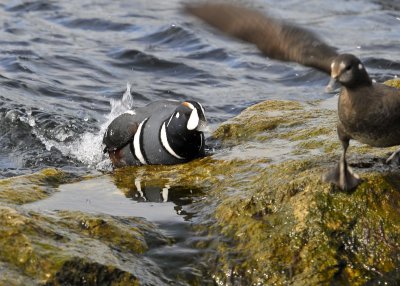 Harlequin Ducks