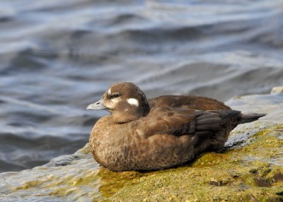 Harlequin Duck female