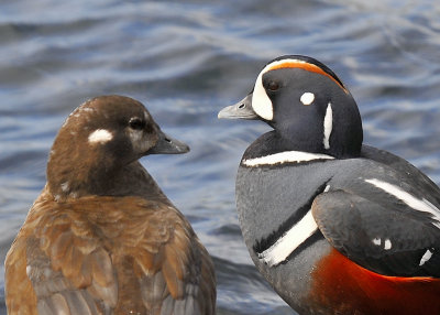 Harlequin Ducks