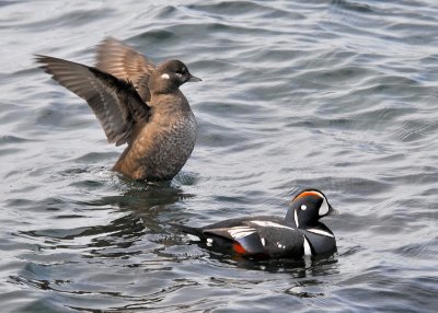 Harlequin Ducks